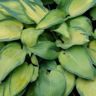 Hosta 'Katherine Lewis'